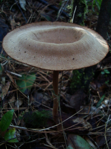 Panus velutinus