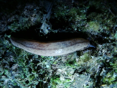 Meghimatium pictum
