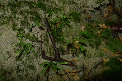 Notogrammitis ciliata