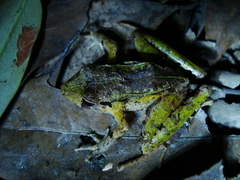 Ischnocnema henselii