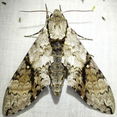 Manduca andicola
