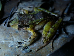 Ischnocnema henselii