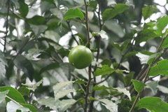 Diospyros riojae