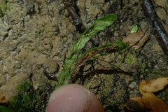 Notogrammitis ciliata