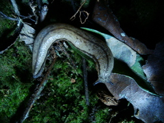 Meghimatium pictum