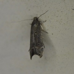 Perimede ricina