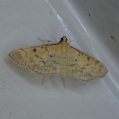 Herpetogramma fluctuosalis