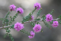 Kunzea recurva