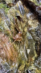 Krateromaspis dilatata