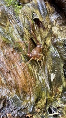 Krateromaspis dilatata