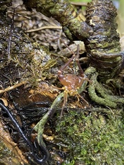 Krateromaspis dilatata