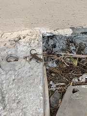 Leiocephalus carinatus