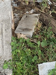 Leiocephalus carinatus