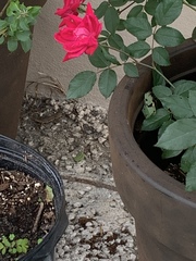 Leiocephalus carinatus