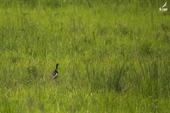 Houbaropsis bengalensis