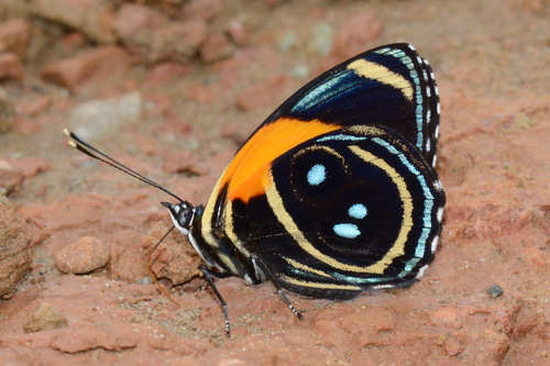 Catagramma eunomia