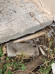 Leiocephalus carinatus