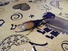 Dynastes ecuatorianus