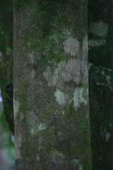 Diospyros riojae