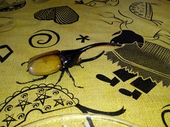 Dynastes ecuatorianus