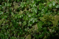 Hymenophyllum minimum