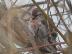 Acanthis flammea