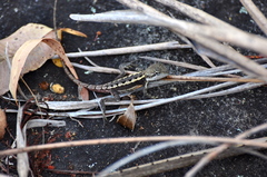 Diporiphora phaeospinosa