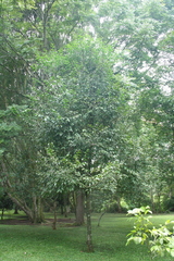 Diospyros riojae