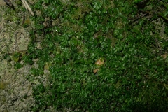 Hymenophyllum minimum