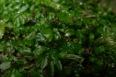 Hymenophyllum minimum