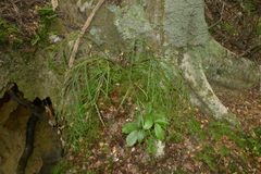 Asplenium flaccidum flaccidum