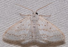 Idaea tacturata