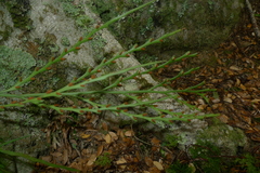 Asplenium flaccidum flaccidum