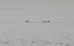 Tursiops truncatus ponticus