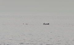 Tursiops truncatus ponticus