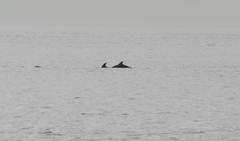 Tursiops truncatus ponticus