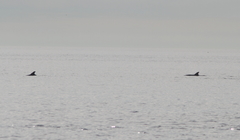 Tursiops truncatus ponticus