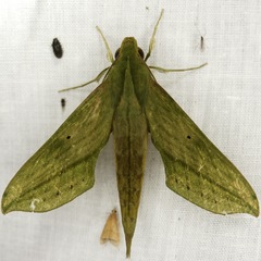 Xylophanes elara