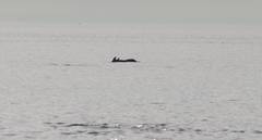 Tursiops truncatus ponticus