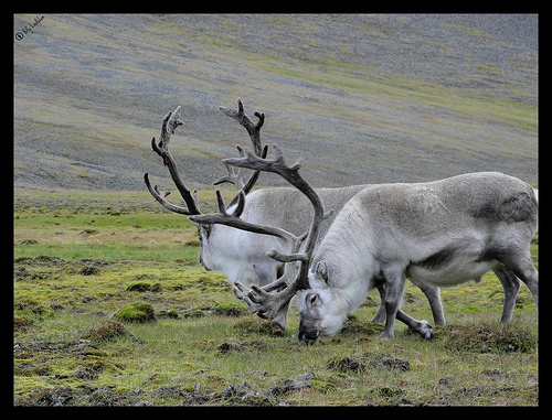 Svalbard Reindeer