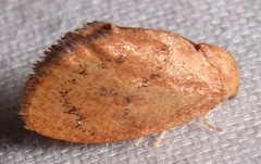 Heterogenea shurtleffi