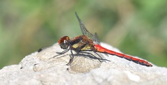 Sympetrum hypomelas