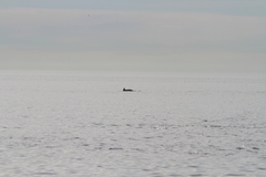 Tursiops truncatus ponticus