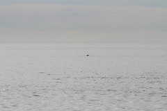 Tursiops truncatus ponticus