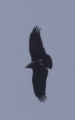 Corvus rhipidurus