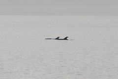 Tursiops truncatus ponticus