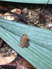 Rhinella proboscidea