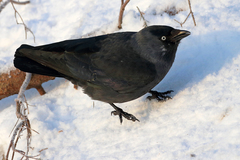 Corvus monedula