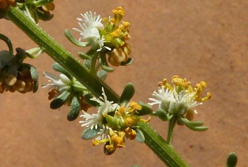 Representative image of Resedaceae