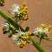 Resedaceae - Photo (c) lougarou, alguns direitos reservados (CC BY-NC), uploaded by lougarou